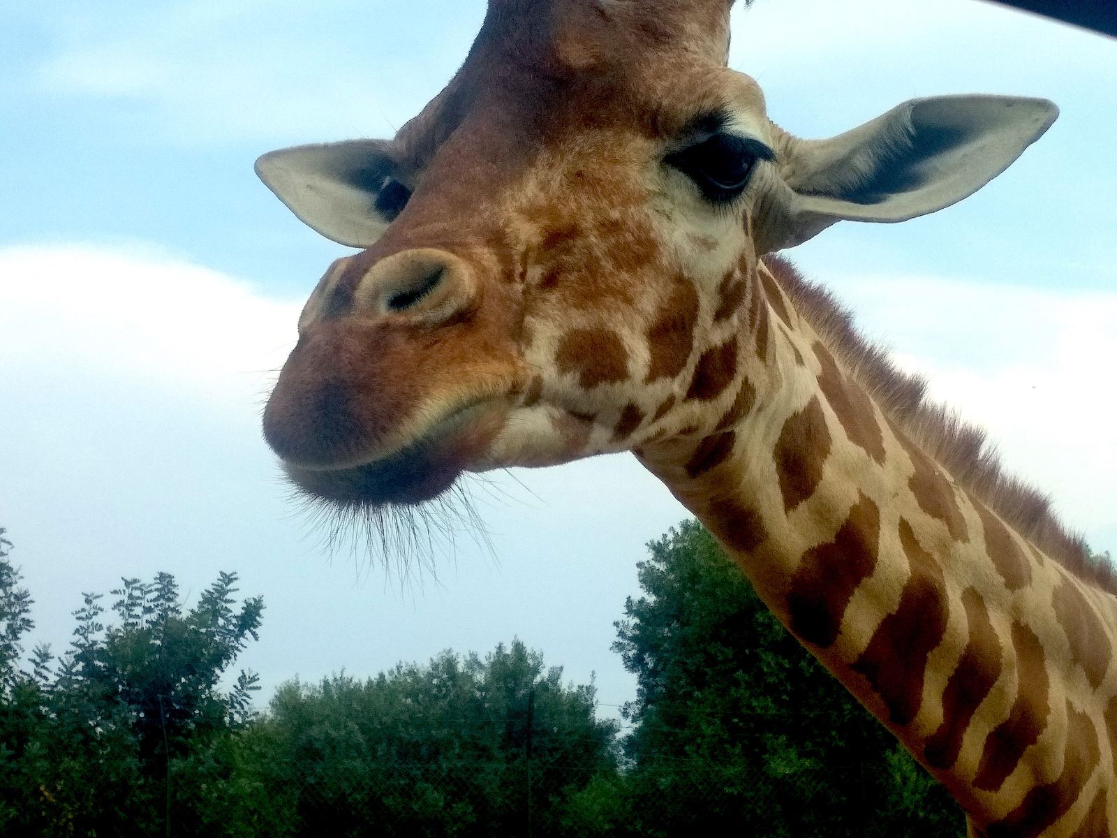 Giraffa allo Zoosafari di Fasano